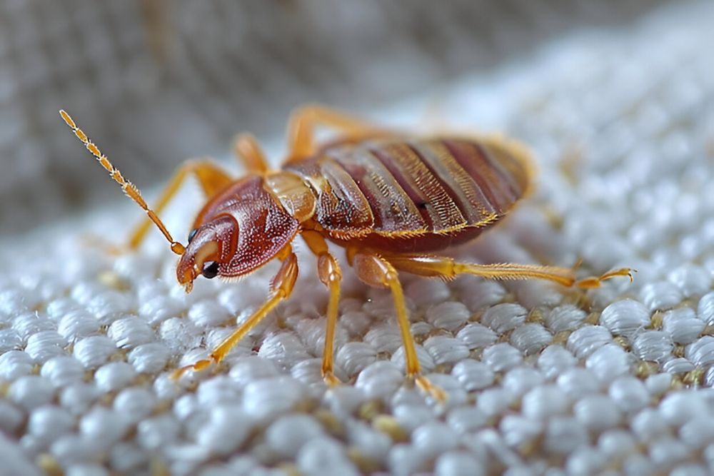 A detailed view of a bed bug on white fabric, emphasizing the importance of bed bug control in Springfield, IL.