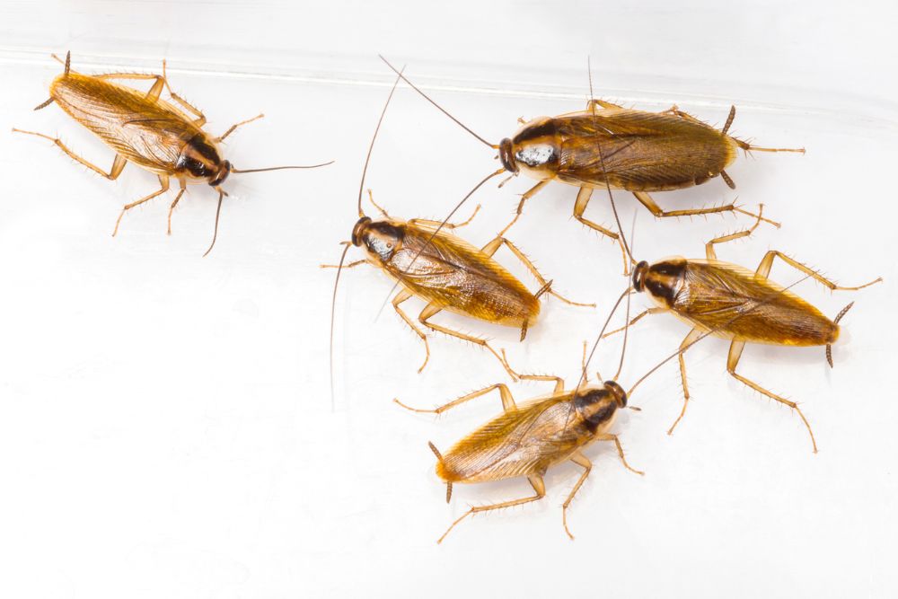  A plastic container showcasing various cockroaches, highlighting a pest control service based in Springfield, IL.