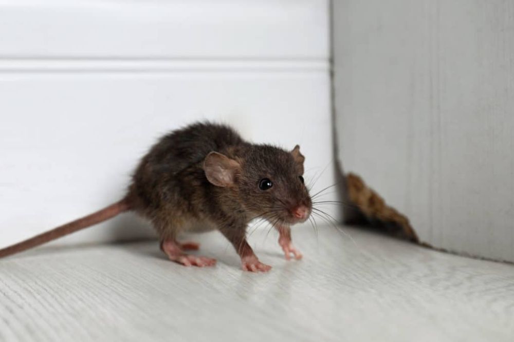 A small brown rat positioned on the floor, illustrating the necessity for rodent control in Springfield, IL.